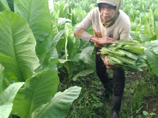 RH PTPN 1 Reg.1 Panen Perdana Tembakau Deli di Kebun Helvetia, Didik : Optimis Tembakau Deli Kembali Bangkit