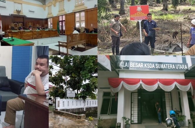 FKSM Sumut Minta Kajati Sumut Usut Dugaan Jebol 130 Miliar Lebih Atas Pemanenan 210 Ha Kebun Sawit Sitaan Kejati Sumut , BKSDA Sumut Ngaku Tak Pernah Lapor APH